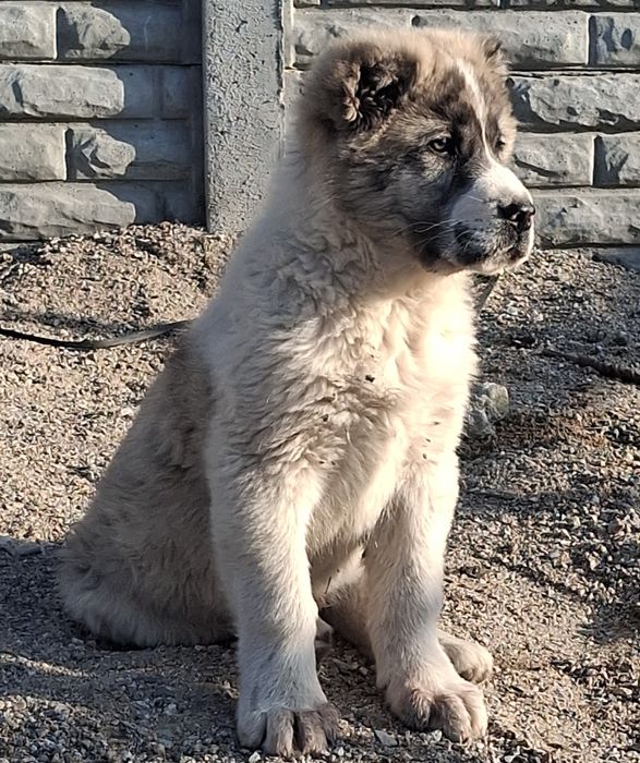 Будуши супер тяж