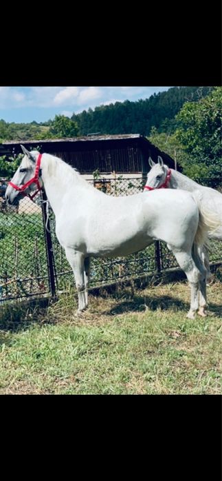 De vanzare Iapa Lipițan 4-5 ani, Gestanta