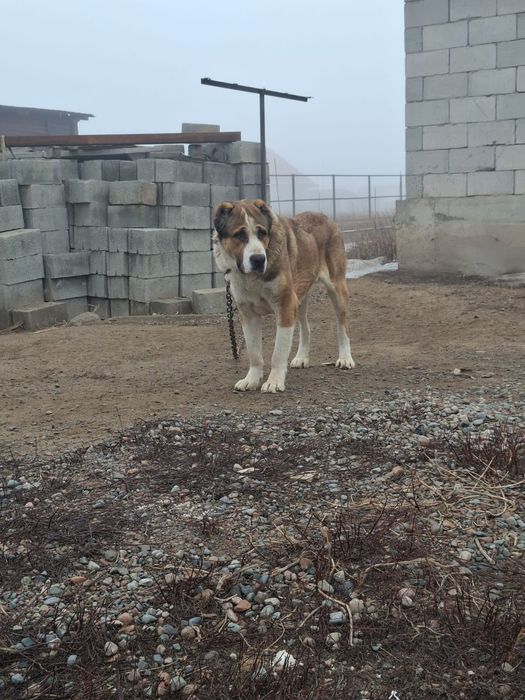 Алабай 1.4 очень активны тяж