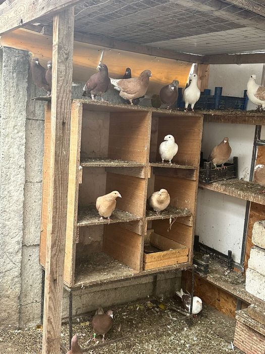 Porumbei de vanzare braila