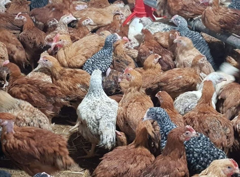 Pui alb de carne pui rasa mixta