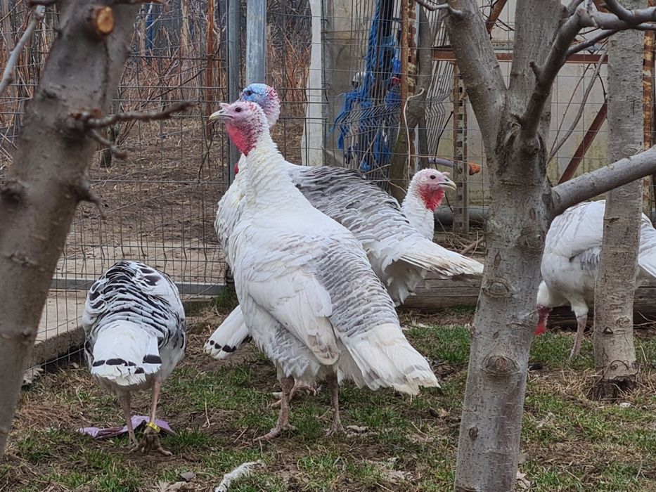 Curci Royal Palm Albastru