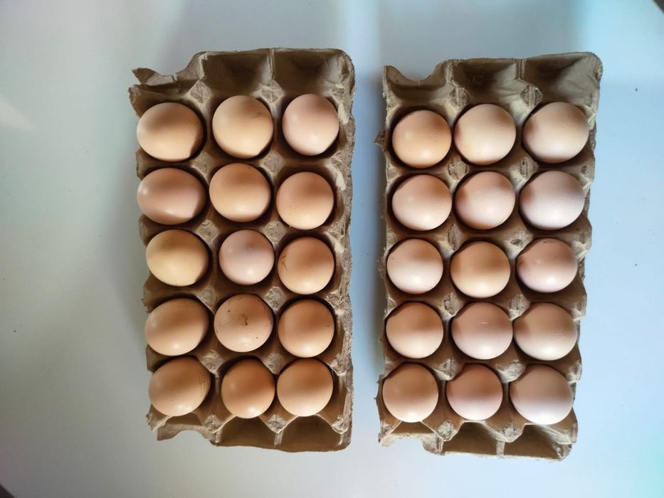 Жұмыртқа дәкән бойцовый (Яйцо)