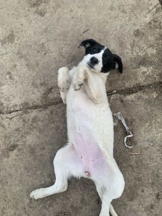 Щегочек русского охотничего спаниеля