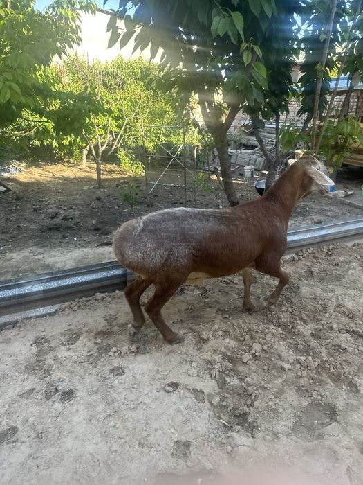 Arashan qoylar  sotiladi