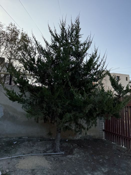 Продаются туи 7 штук.