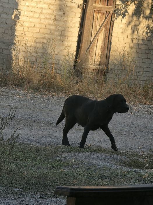 Отдам лабрадоров