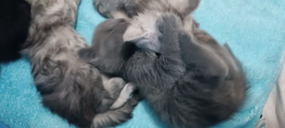 Котята породистые