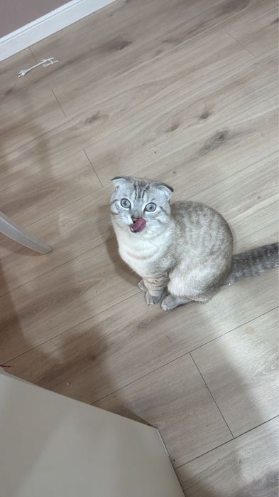 Шотландский вислоухий Кот