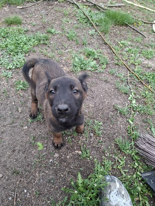 Бельгийски овчарка малинуа