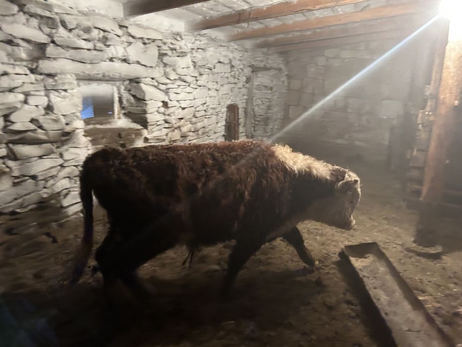 Продам бычков откорм