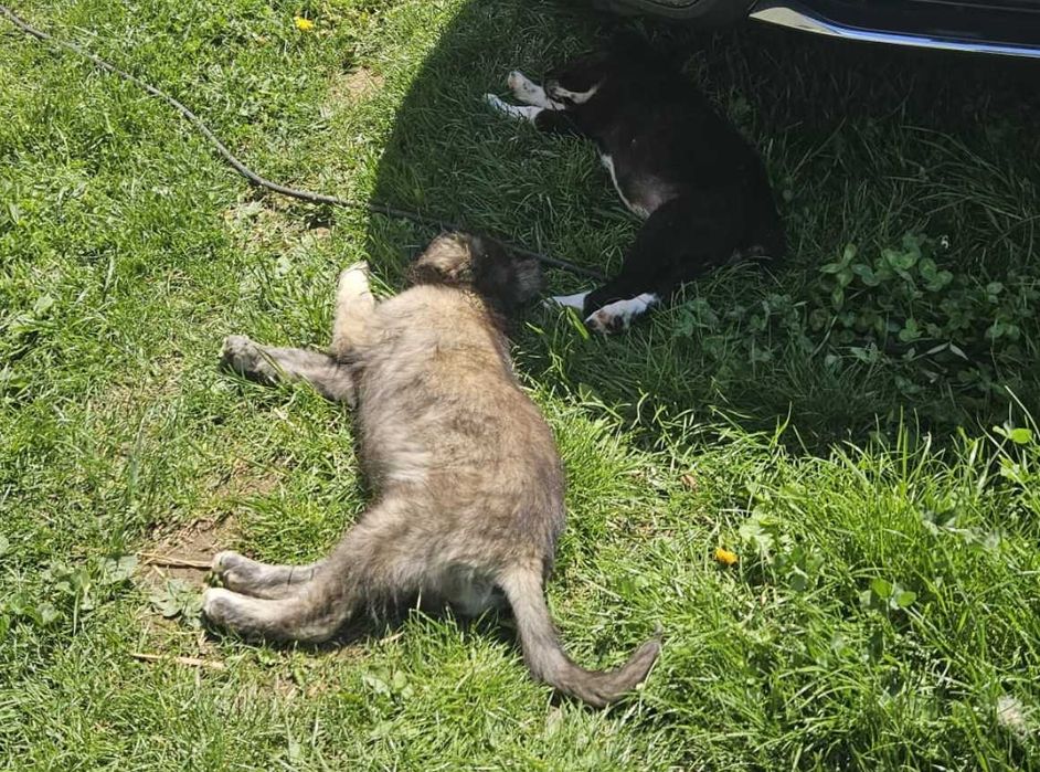 Catelusi spre adoptie