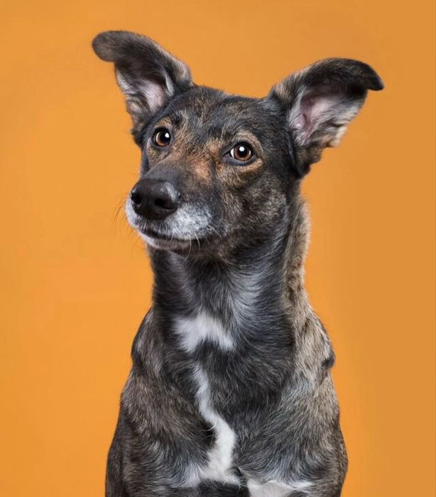 Жақсы күзетші іздейсіз бе? Бізде бар!