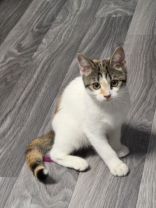 Котёнок девочка в добрые руки