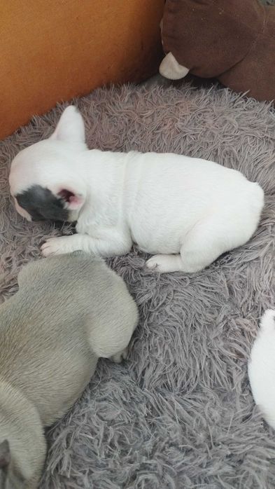 Френски булдог, домашен приятел