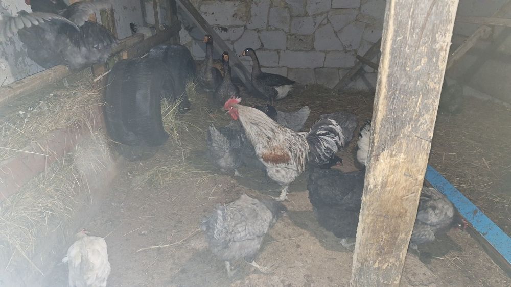 Продам два петуха