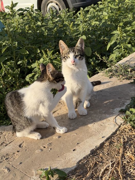 Отдаем котят в добрые руки