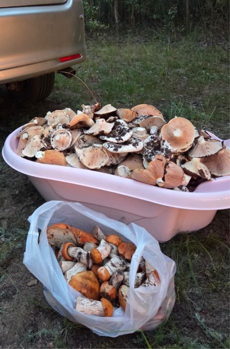 Продам грибы грузди