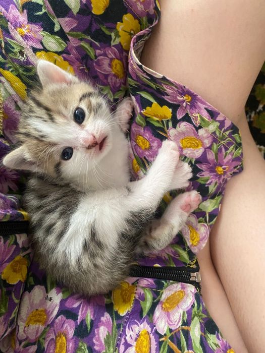 Отдам котят в добрые руки