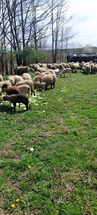 Vindem miei pentru Paște