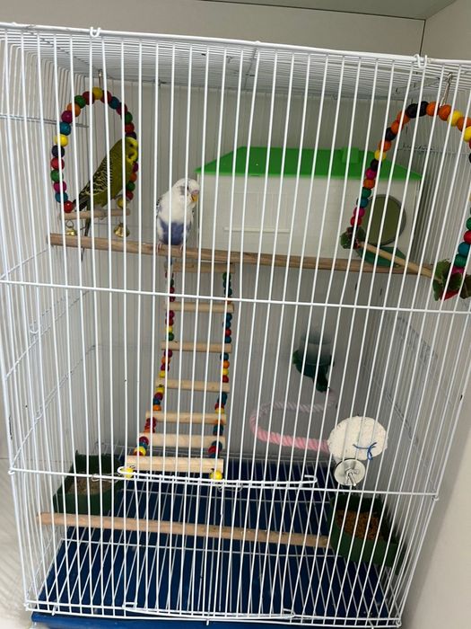 Продам волнистого попугая