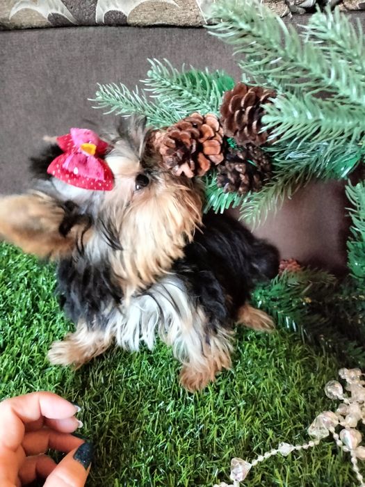 Продам щенков породы йоркширский терьер