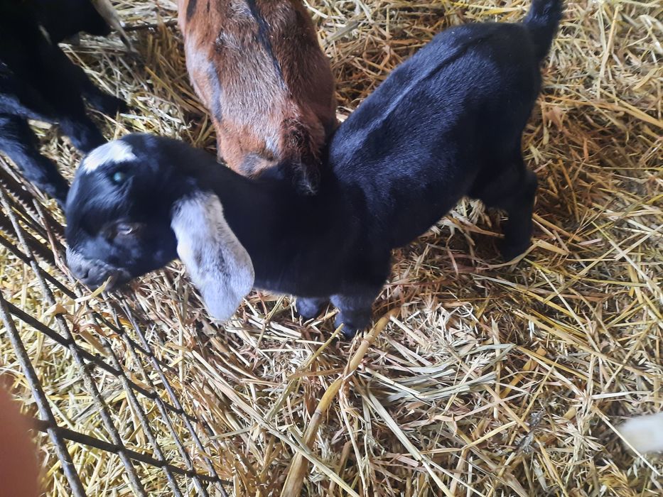 Vand Țapusor anglo-nubiana pur.