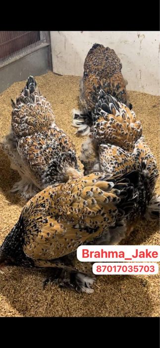 Брама Парцелян 1