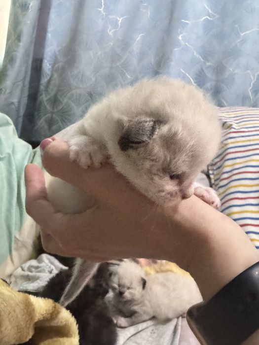 Котята сфинкс + сиамские