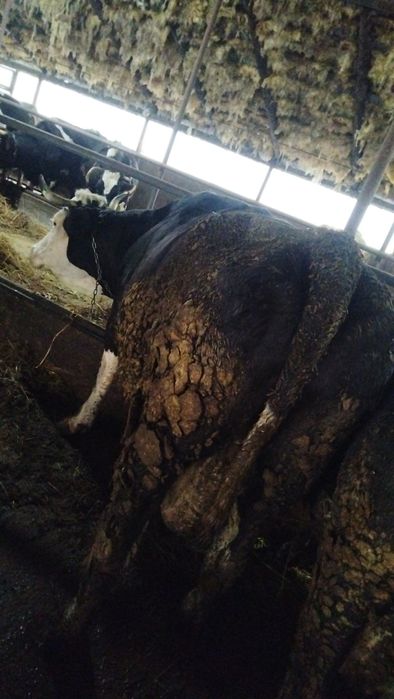 Vând vacă buna de lapte