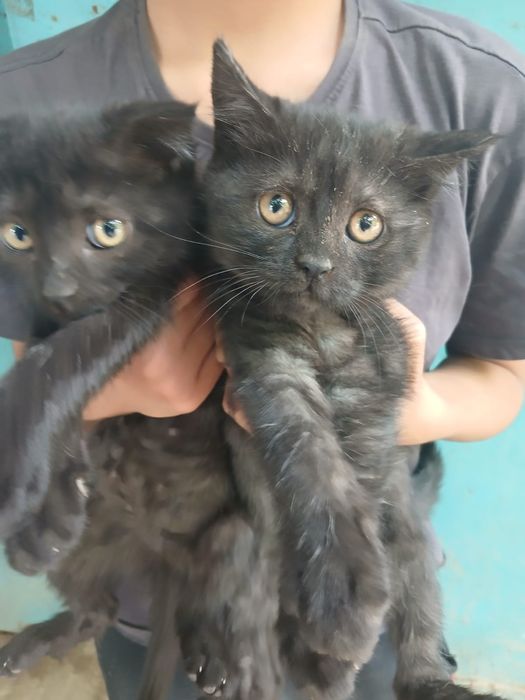 Котята полу шотландские