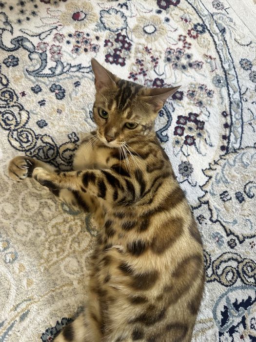 Продам бенгальскую кошку СРОЧНО