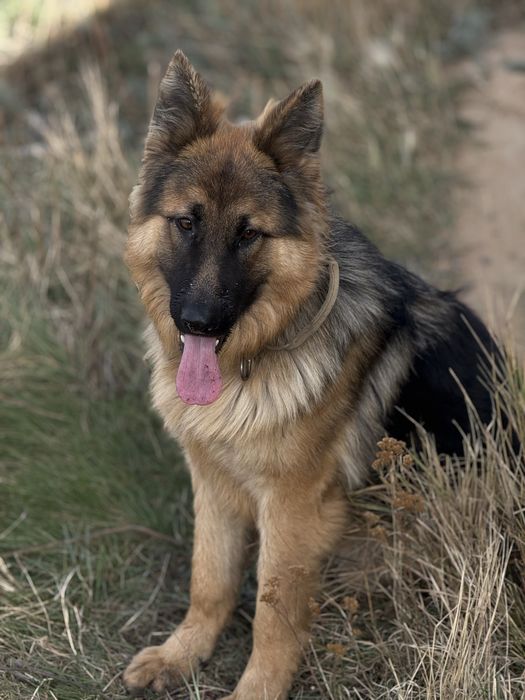 Немецки овчарка длиношорстный