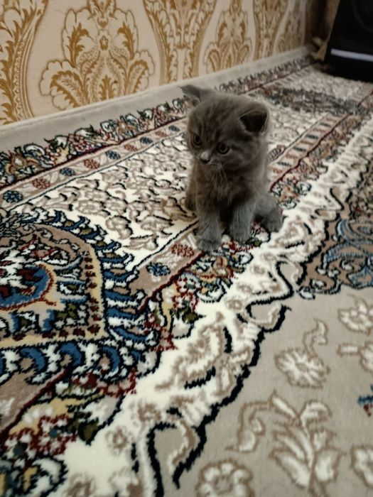 Britanskiy fold VA Britanskiy strayt