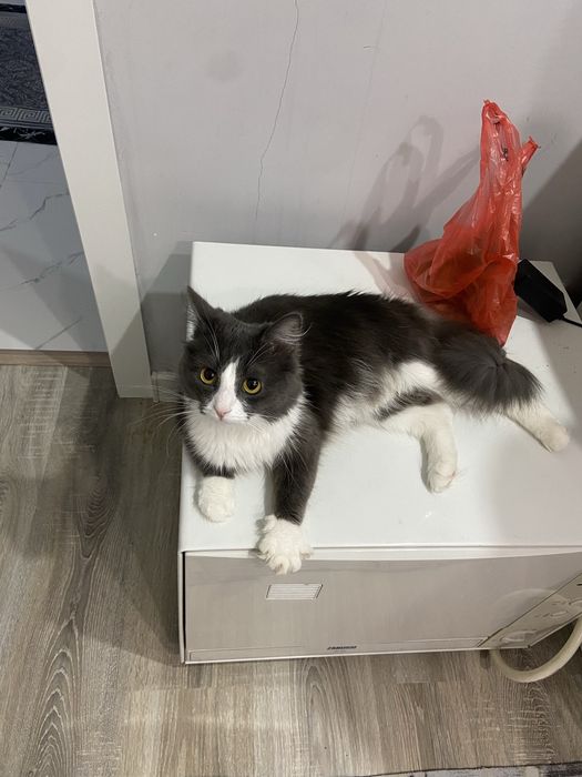отдам кота в хорошие руки