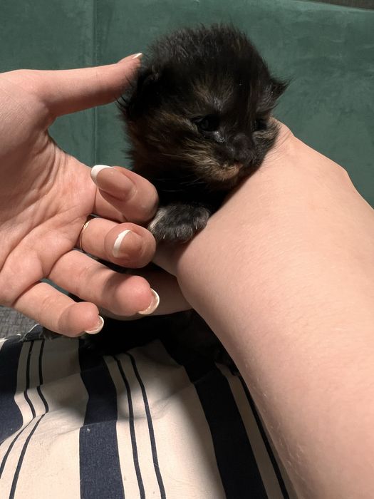 Котенок Мейн кун