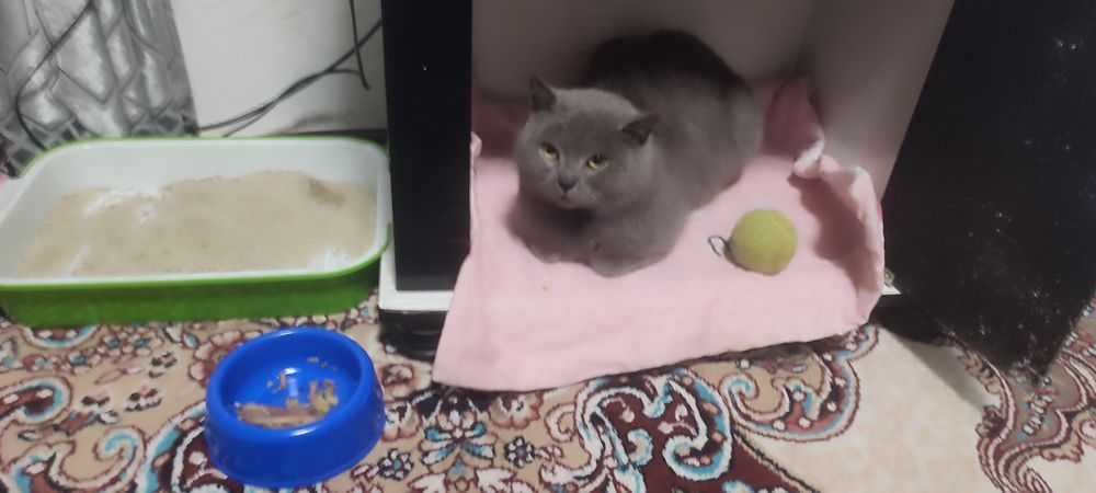 Mushuk,skotish strait