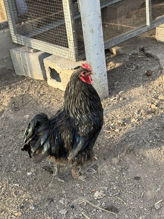 Австролоп куры петушок