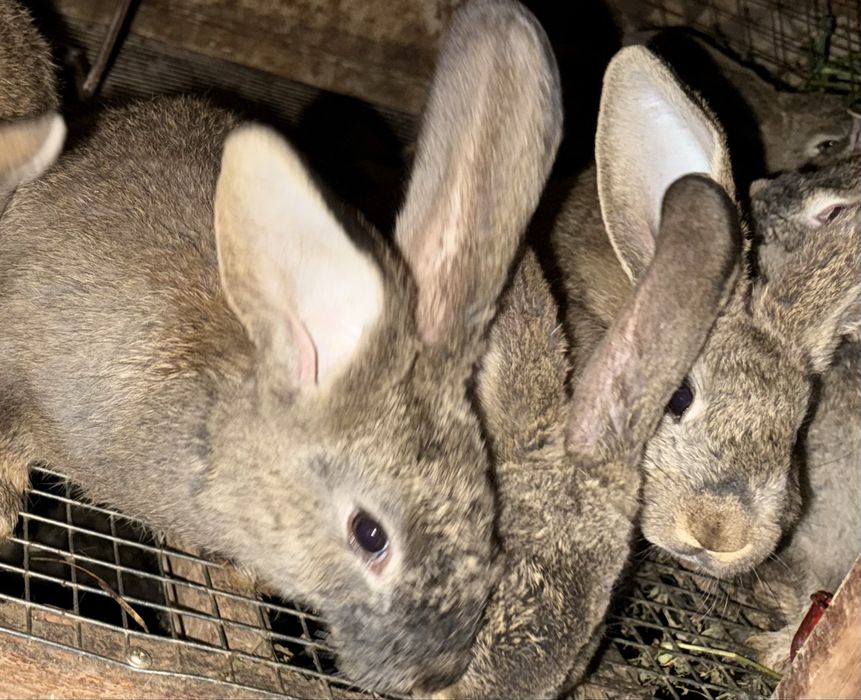 Крольчата, кролики