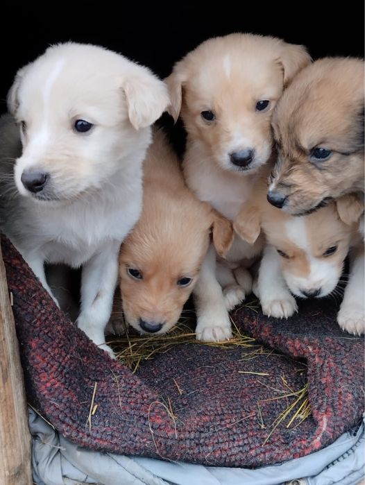 Отдам щенков в добрые руки