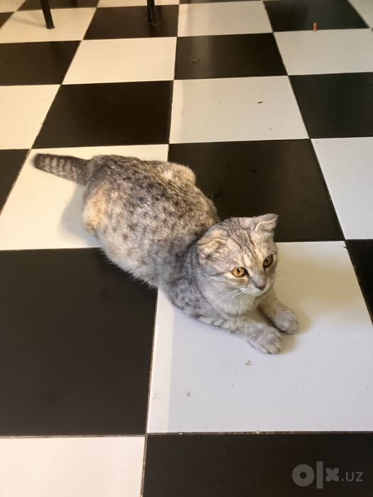 Продам кошку и котят