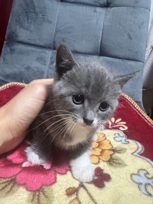 Отдам котя в добрые руки