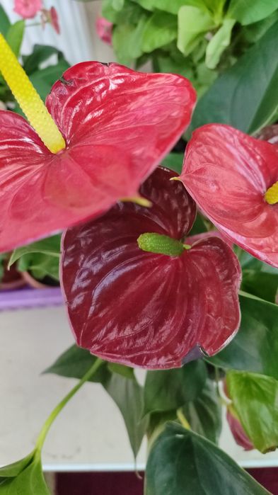 Комнатные цветы от 500 тн и выше