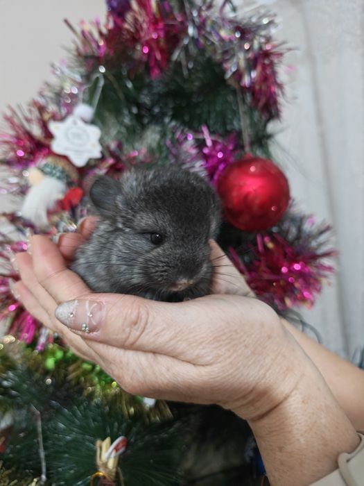 Выставляются в бронь шиншиллята, мальчик и девочка