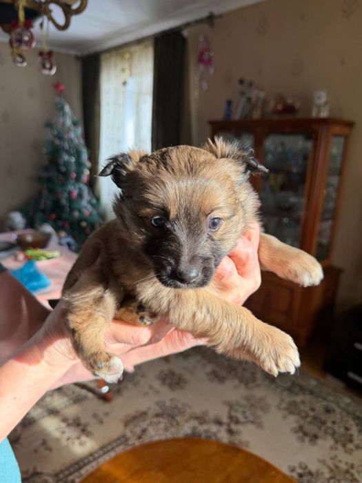 Ищут дом очаровательные щенки