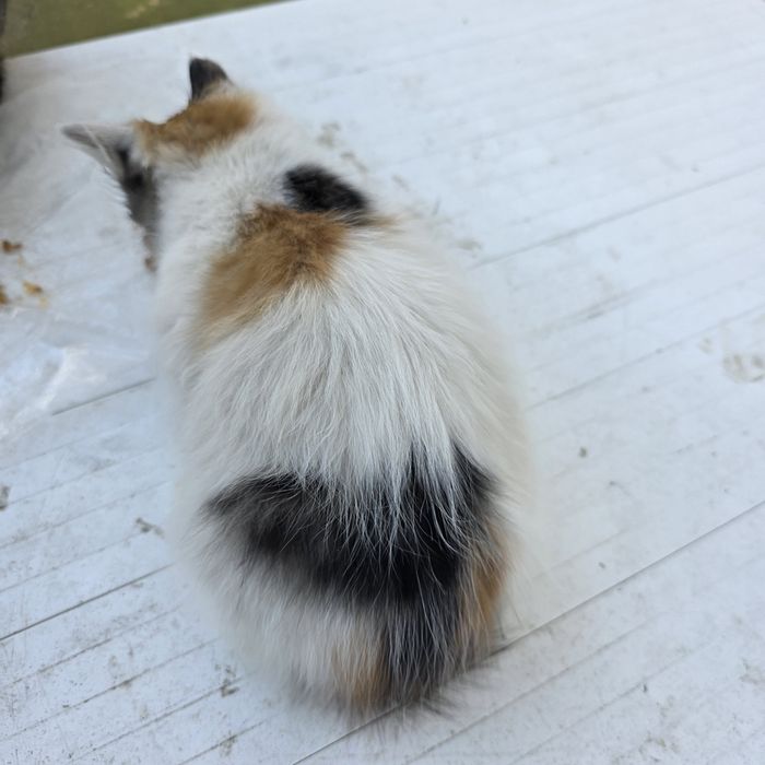 Котята в добрые руки.