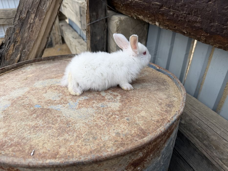 Кожек 1 айдан кетти