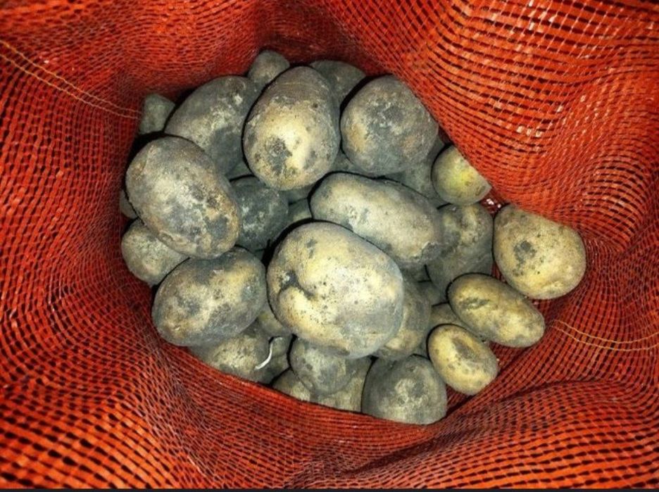 Продам Картофель