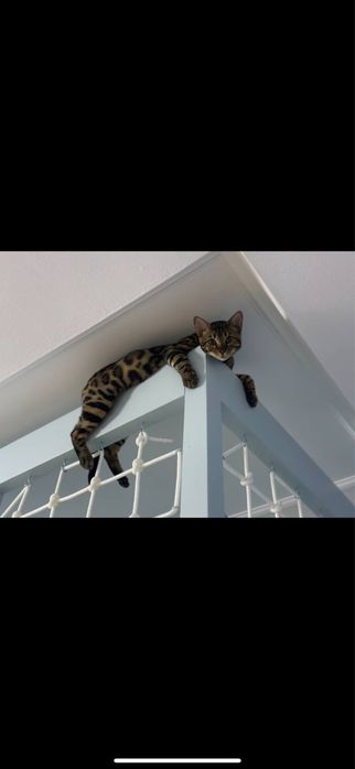 Пропал кот ! Вознаграждение !!!