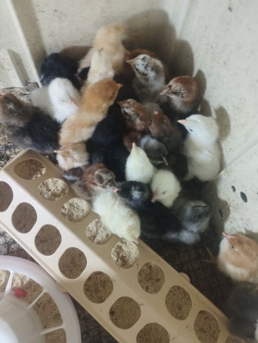 Продам суточных циплят